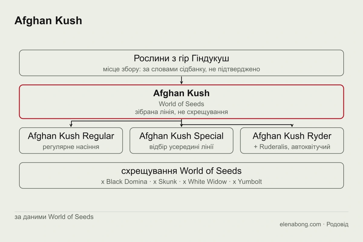 Схема лінії Afghan Kush за даними World of Seeds: рослини з гір Гіндукуш дають Afghan Kush, а від нього походять Afghan Kush Special, автоквітучий Afghan Kush Ryder і чотири схрещування