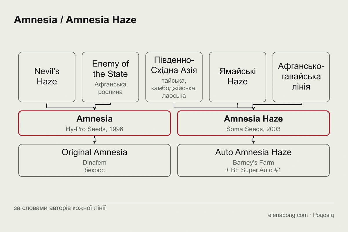 Схема двох ліній Amnesia: Nevil's Haze та афганська рослина дають Amnesia від Hy-Pro, а азійські, ямайські й афгансько-гавайські лінії дають Amnesia Haze від Soma, від якої походить Auto Amnesia Haze