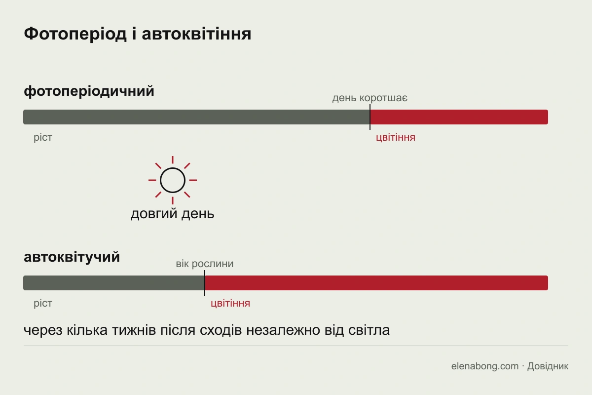 Схема: фотоперіодичний сорт зацвітає зі скороченням дня, автоквітучий за віком