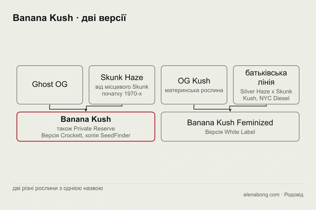 Схема двох версій родоводу Banana Kush: за розповіддю Crockett це Ghost OG і Skunk Haze, за сторінкою White Label материнська рослина OG Kush і батьківська лінія з Silver Haze, Skunk Kush і NYC Diesel