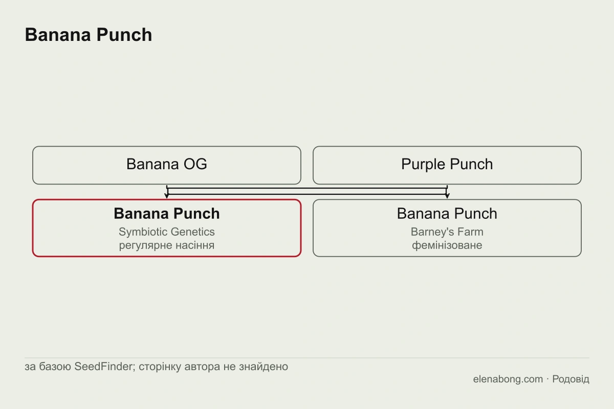 Схема родоводу Banana Punch: Banana OG і Purple Punch дають Banana Punch, який база SeedFinder приписує Symbiotic Genetics