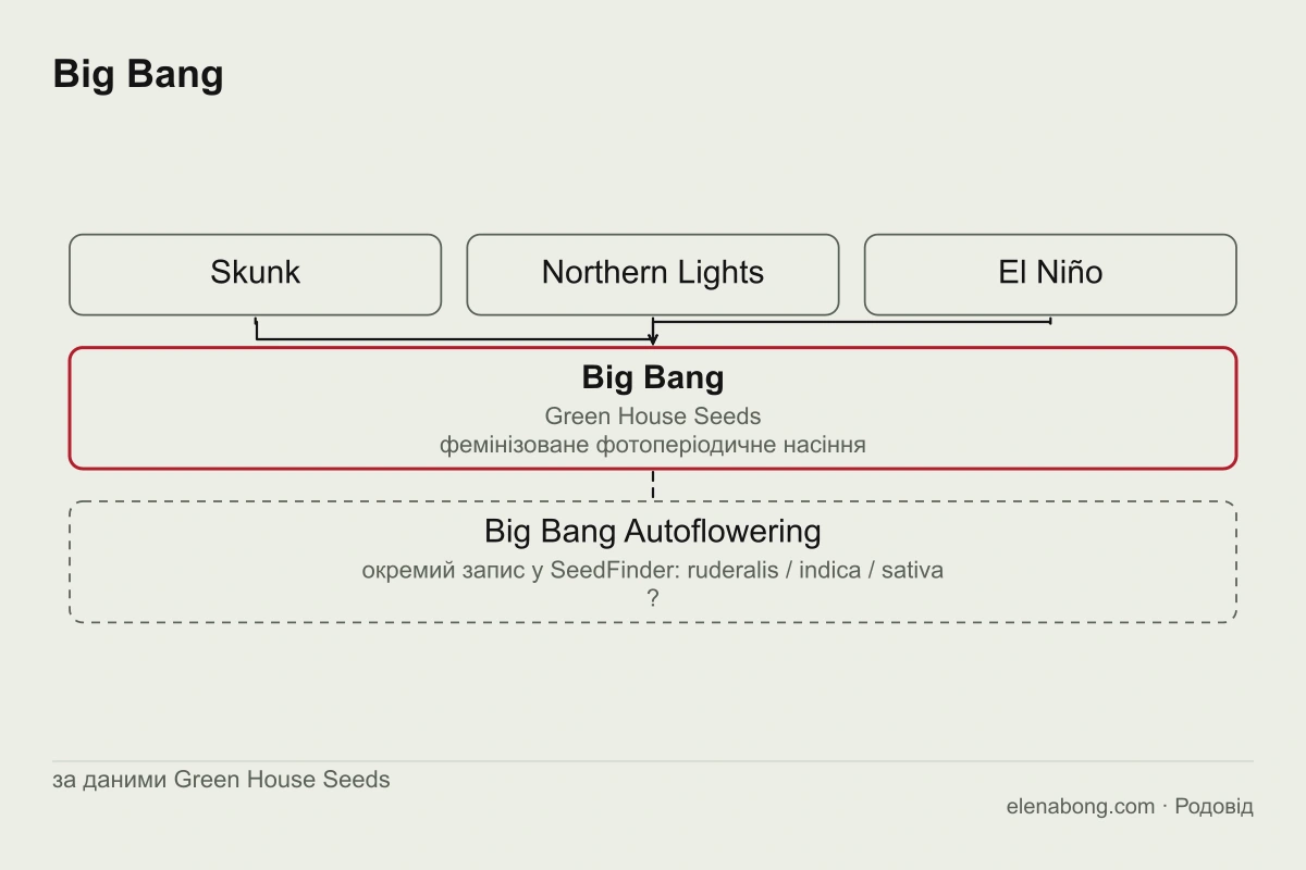 Схема родоводу Big Bang за даними Green House Seeds: Skunk, Northern Lights і El Niño дають Big Bang, поруч окремим блоком показано Big Bang Autoflowering із бази SeedFinder