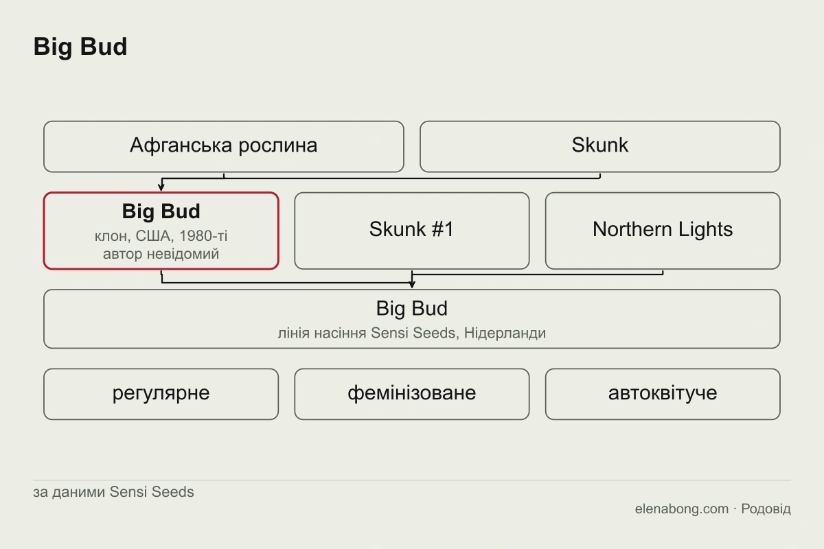 Схема родоводу Big Bud за даними Sensi Seeds: афганська рослина і Skunk дають американський клон, до якого в Нідерландах додали Skunk #1 і Northern Lights