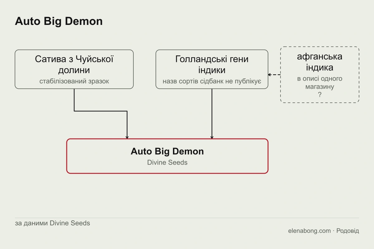 Схема заявленого родоводу Auto Big Demon: сатива з Чуйської долини й голландські гени індики за словами Divine Seeds