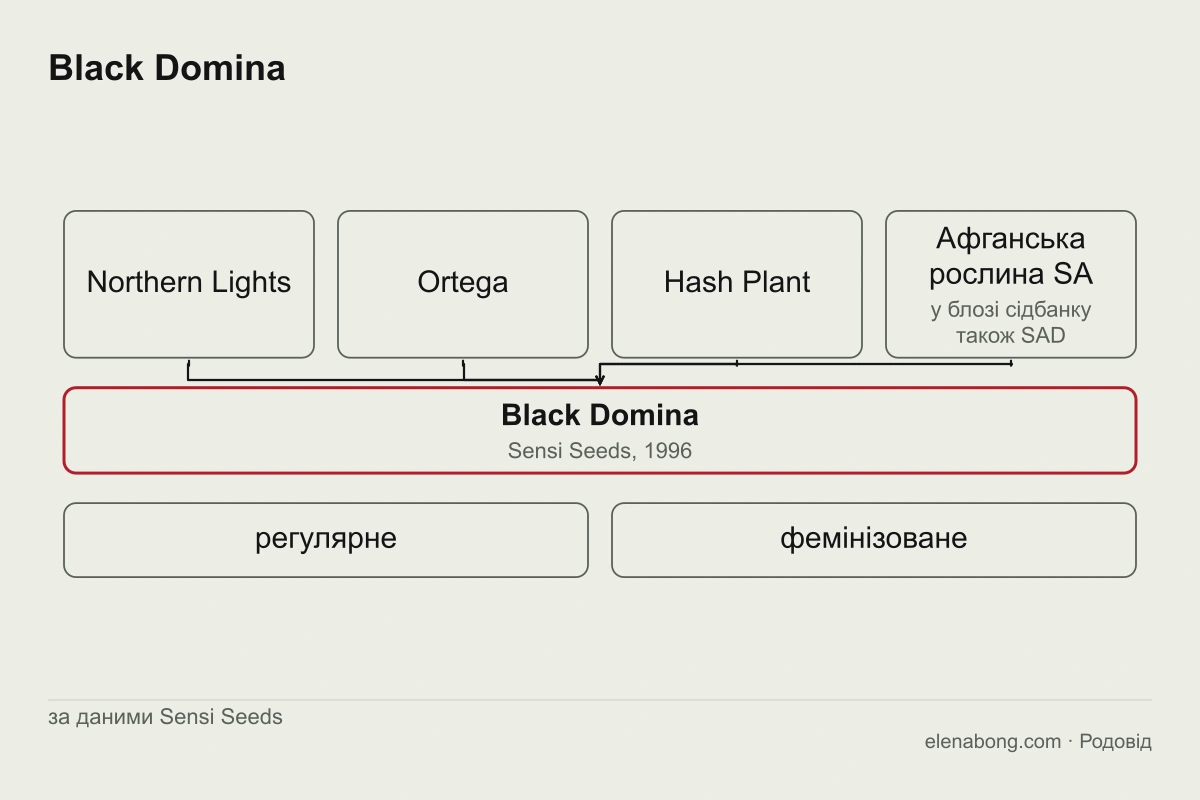 Схема родоводу Black Domina за даними Sensi Seeds: Northern Lights, Ortega, Hash Plant і афганська рослина SA сходяться в один сорт, випущений у 1996 році