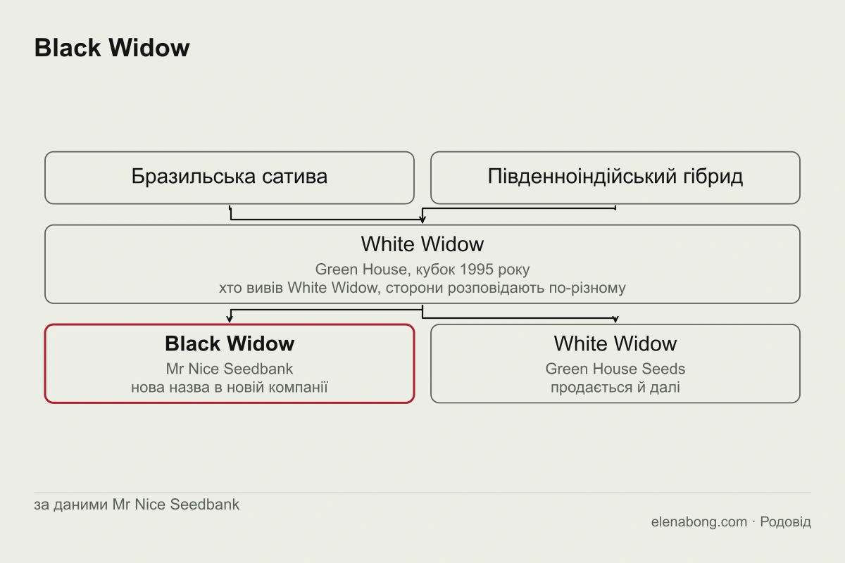 Схема родоводу Black Widow за даними Mr Nice Seedbank: бразильська сатива і південноіндійський гібрид дають White Widow, який після відходу селекціонера з Green House отримав назву Black Widow