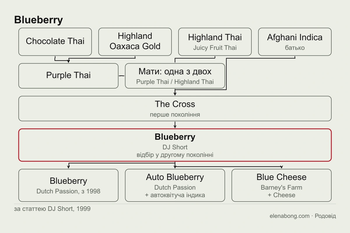 Схема родоводу Blueberry за статтею DJ Short: Chocolate Thai і Highland Oaxaca Gold дають Purple Thai; жіноча рослина Purple Thai або Juicy Fruit Thai схрещена з чоловічою Afghani Indica, перше покоління названо The Cross, з другого покоління відібрано Blueberry