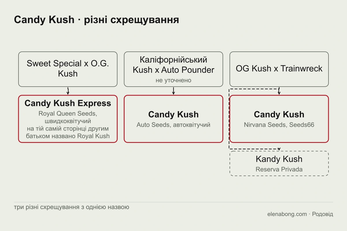 Схема трьох версій родоводу Candy Kush: Sweet Special і O.G. Kush у Royal Queen Seeds, каліфорнійський Kush і Auto Pounder в Auto Seeds, OG Kush і Trainwreck у Nirvana Seeds, Seeds66 та Reserva Privada