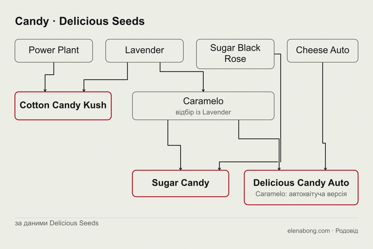 Схема родоводів сортів Candy від Delicious Seeds: від Lavender походить Caramelo, Power Plant і Lavender дають Cotton Candy Kush, Caramelo й Sugar Black Rose дають Sugar Candy, а Cheese Auto й Caramelo Auto дають Delicious Candy Auto