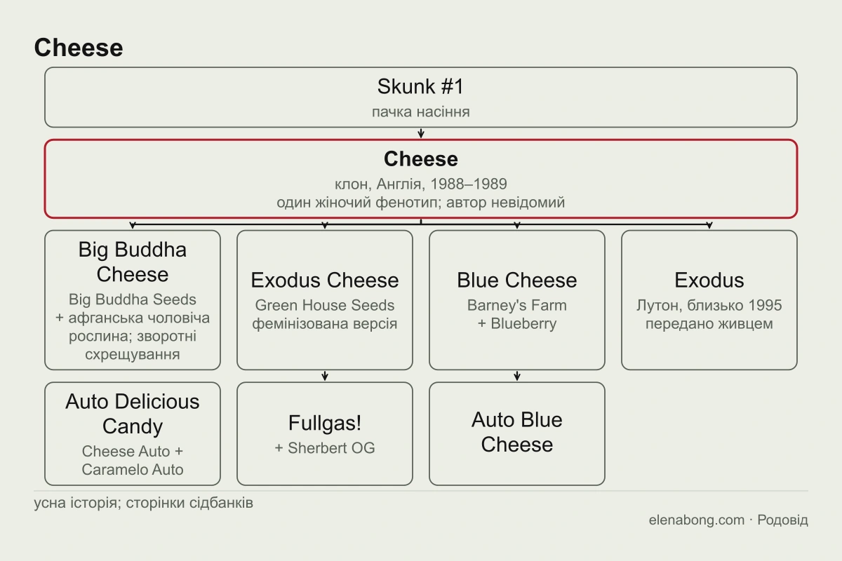 Схема родоводу Cheese: із пачки насіння Skunk #1 відібрано клон Cheese, який близько 1995 року потрапив до спільноти Exodus; від клону походять Big Buddha Cheese, Exodus Cheese від Green House і Blue Cheese від Barney's Farm