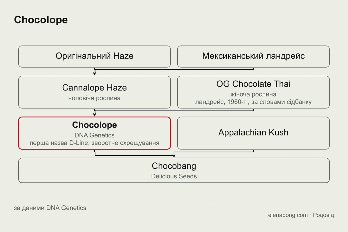 Схема родоводу Chocolope за даними DNA Genetics: OG Chocolate Thai і Cannalope Haze дають Chocolope, а Chocolope входить до родоводу сорту Chocobang