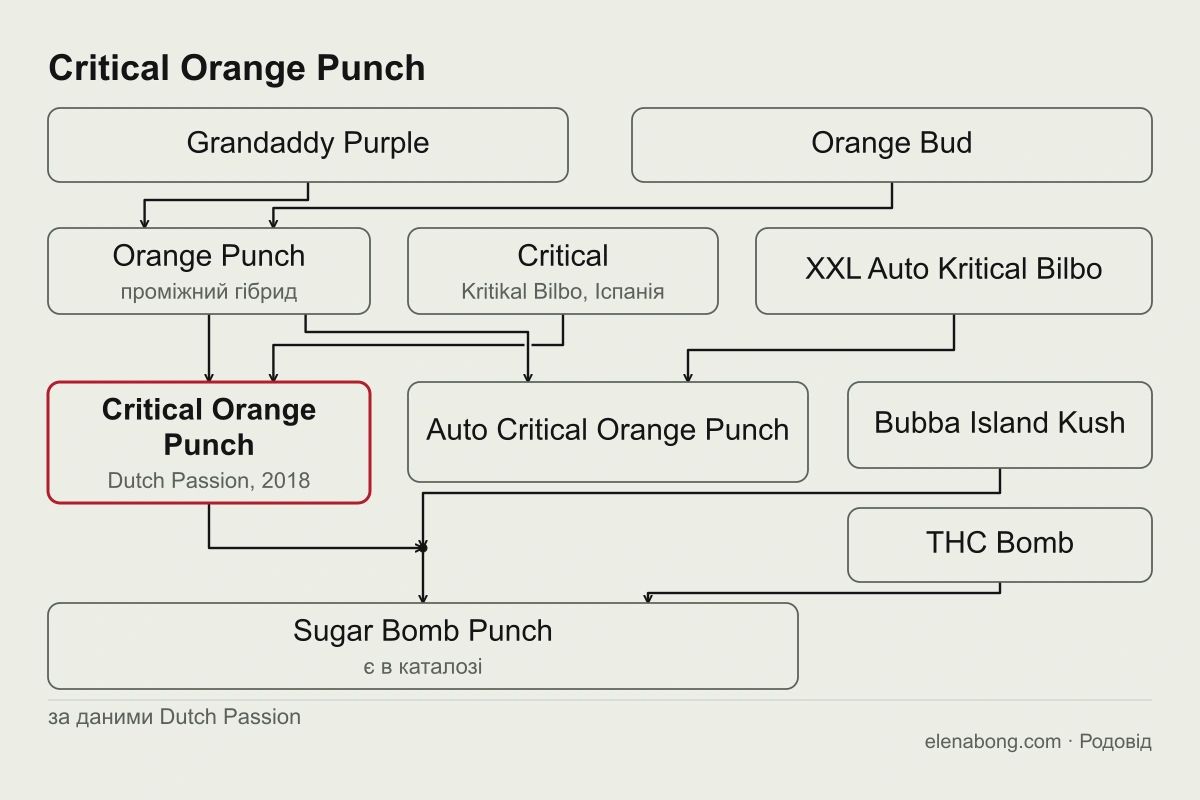 Схема родоводу Critical Orange Punch за даними Dutch Passion: Grandaddy Purple і Orange Bud дають Orange Punch, який схрещено з Critical; від сорту походить Sugar Bomb Punch