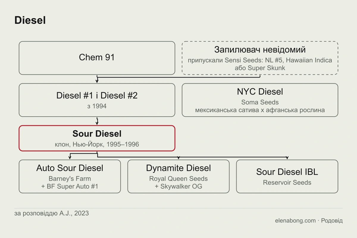 Схема родоводу Sour Diesel за розповіддю A.J.: Chem 91 і невідомий запилювач дають Diesel #1 і Diesel #2, з їхнього насіння виріс Sour Diesel, від якого походять Auto Sour Diesel і Dynamite Diesel
