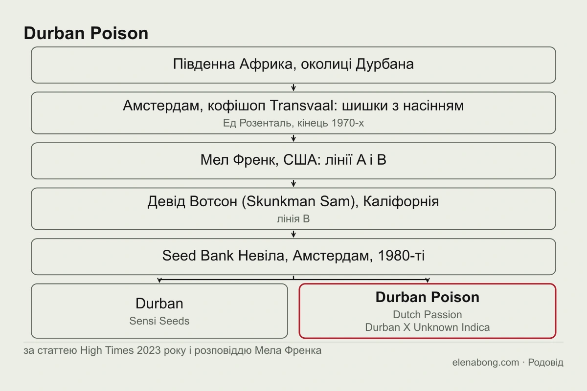 Схема шляху Durban Poison за статтею High Times і розповіддю Мела Френка: з Південної Африки через амстердамський кофішоп до Еда Розенталя, Мела Френка й Девіда Вотсона, а далі до нідерландських сідбанків