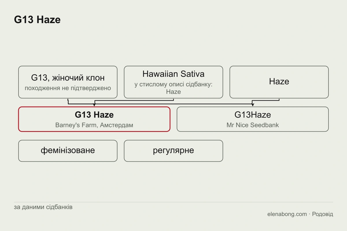 Схема родоводу G13 Haze за даними Barney's Farm: клон G13 і Hawaiian Sativa дають G13 Haze, поруч показано версію Mr Nice Seedbank, де батьками названо G13 і Haze