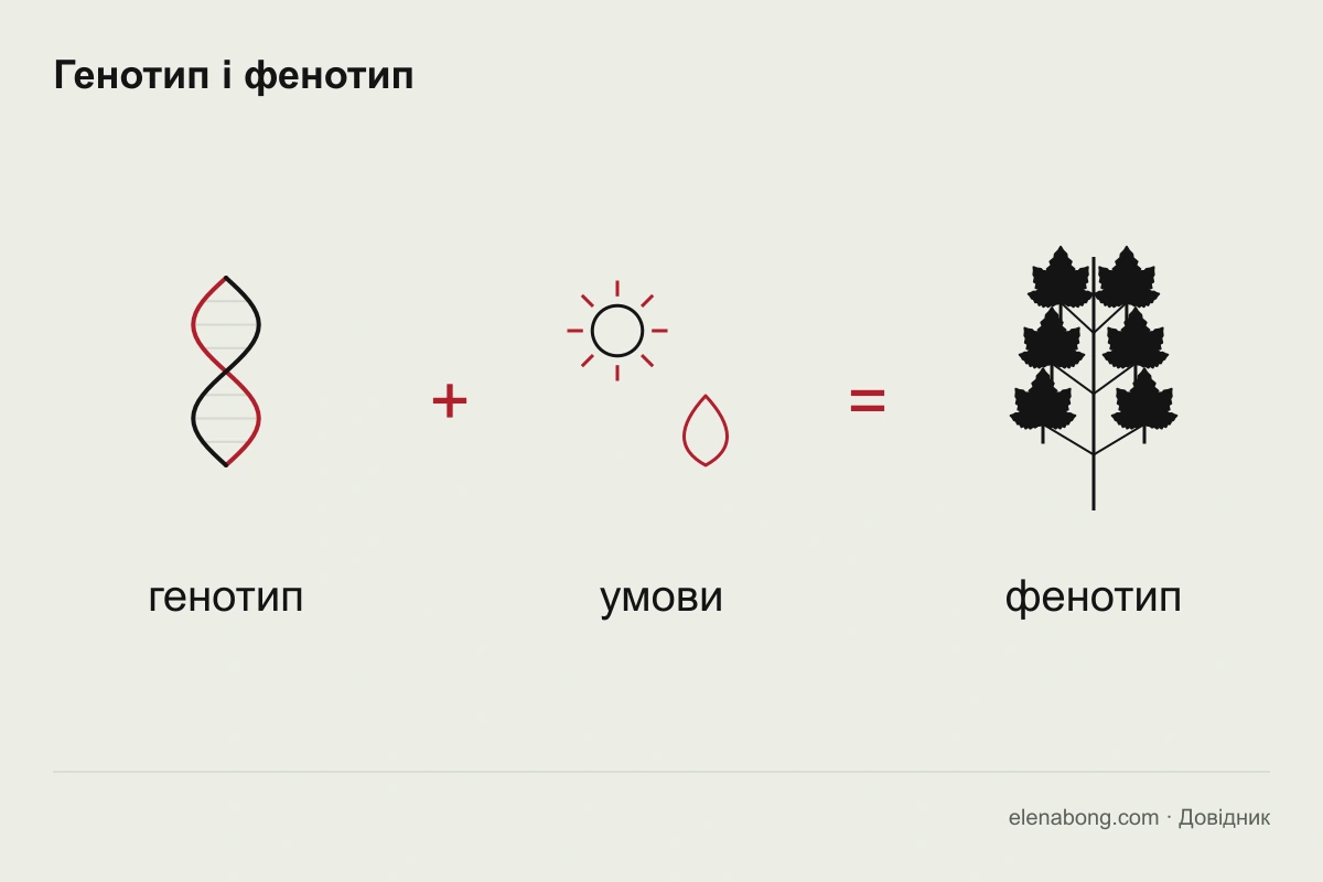 Схема: генотип разом з умовами середовища дає фенотип