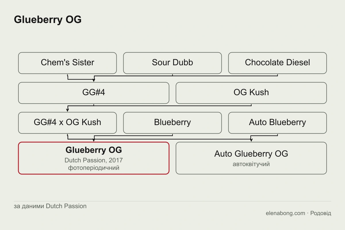 Схема родоводу Glueberry OG за даними Dutch Passion: GG#4 і OG Kush дають проміжну рослину, яку схрещено з Blueberry для фотоперіодичної версії та з Auto Blueberry для автоквітучої