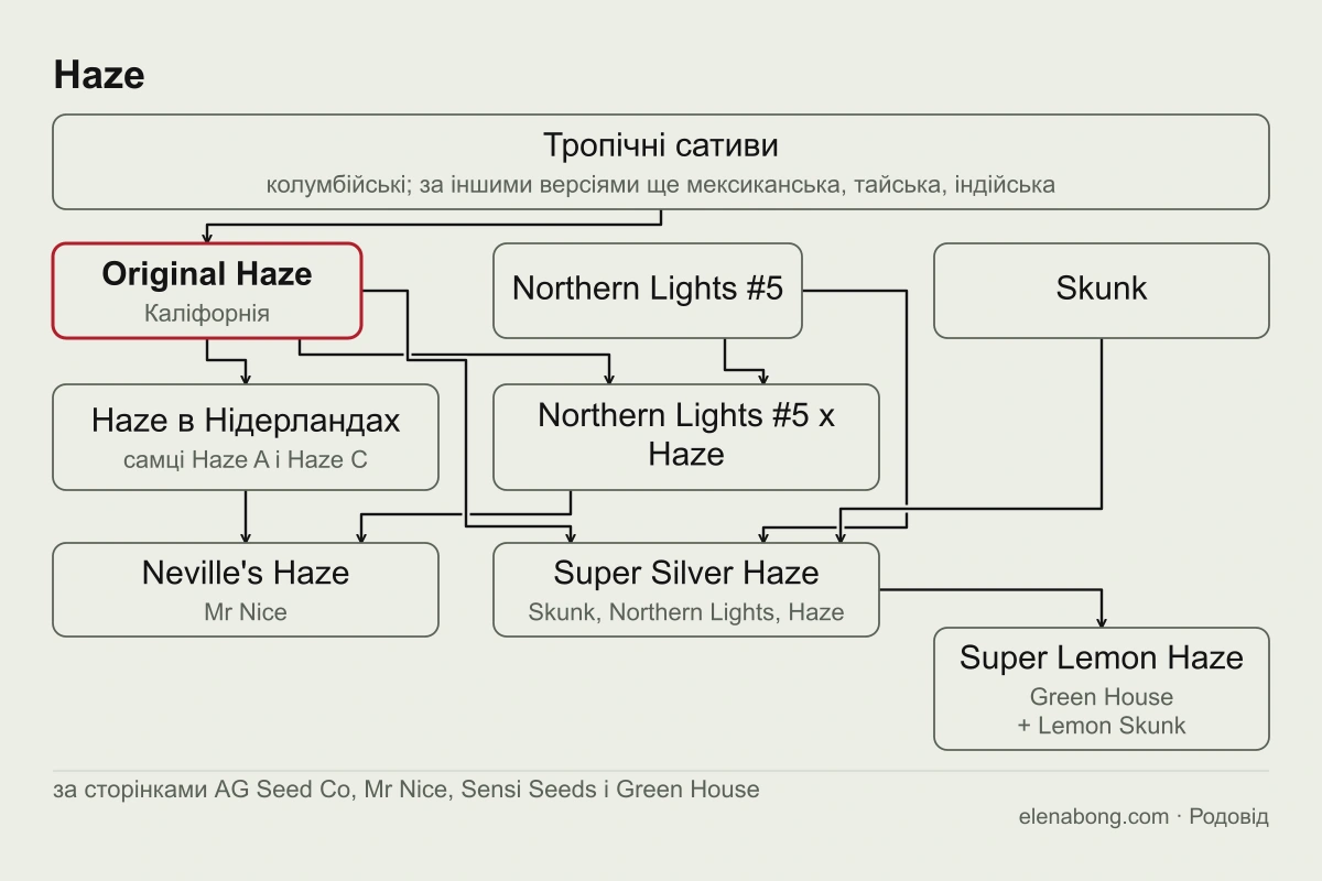 Схема родоводу Haze: тропічні сативи дають Original Haze, від нього разом із Northern Lights #5 походять Northern Lights #5 x Haze, Neville's Haze і Super Silver Haze, а від останнього Super Lemon Haze