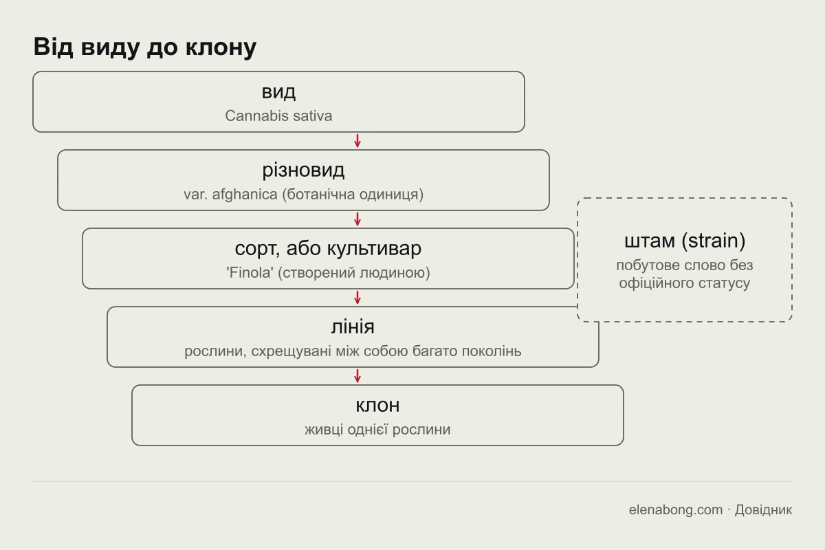 Схема: вид, різновид, сорт або культивар, лінія і клон у класифікації конопель