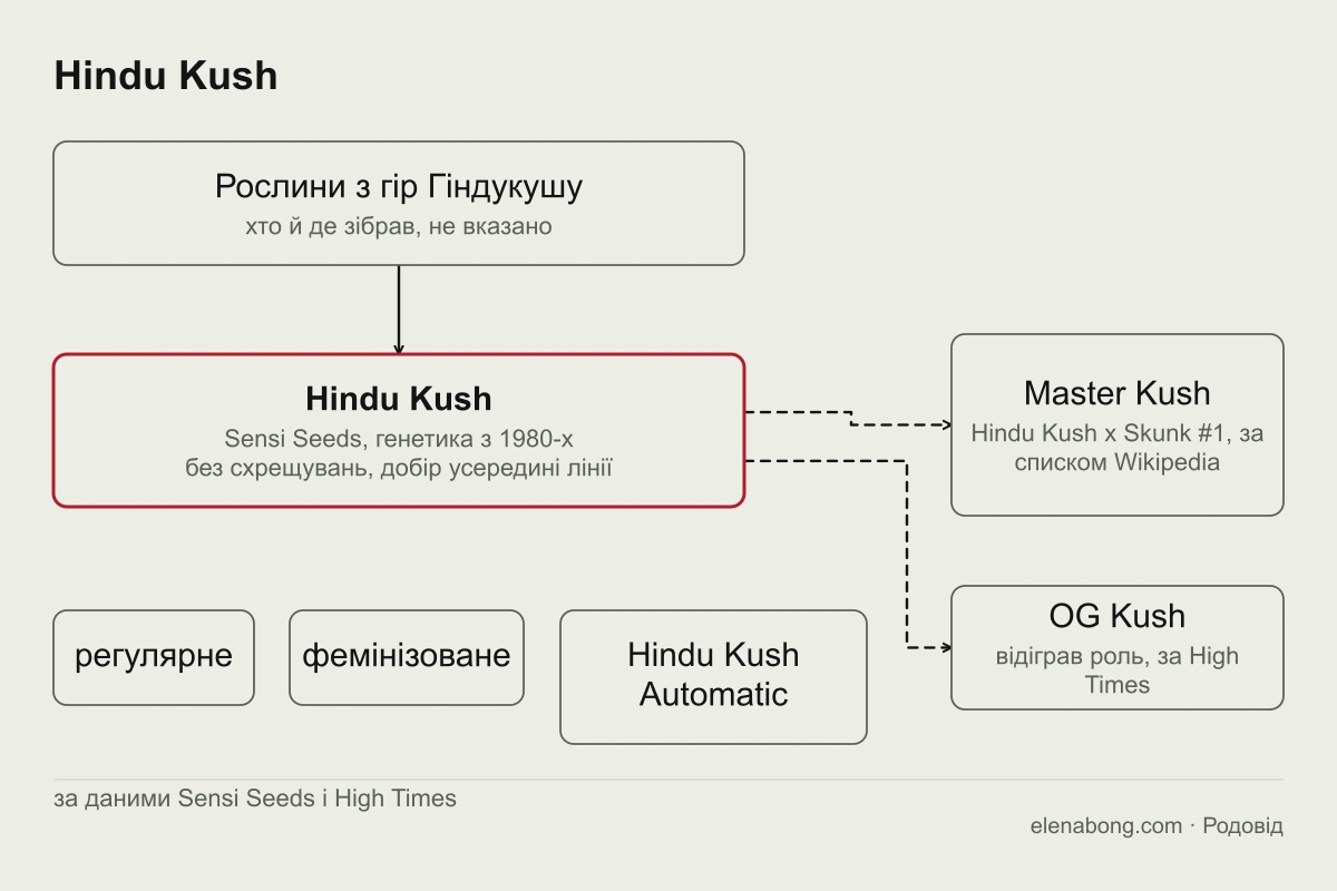 Схема лінії Hindu Kush за даними Sensi Seeds: рослини з гір Гіндукушу, генетика в сідбанку з 1980-х років без схрещувань, три версії насіння і нащадки, яких називає High Times