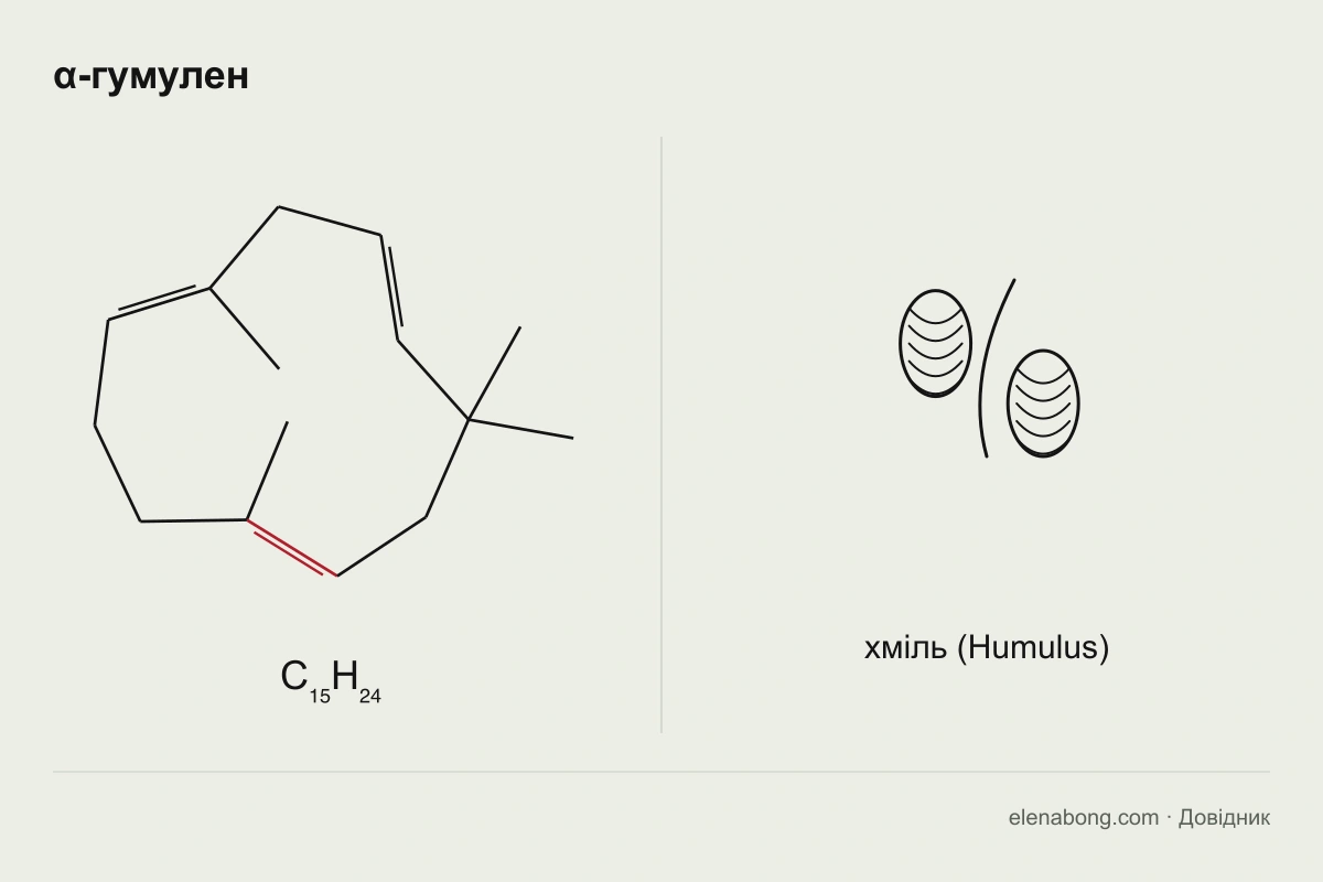 Структурна формула альфа-гумулену і шишки хмелю