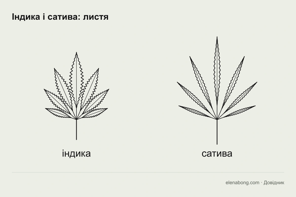 Порівняння листя індики й сативи: широкі листочки в індики, вузькі в сативи