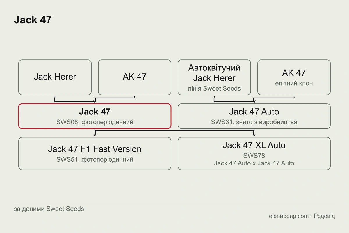 Схема родоводу Jack 47 за даними Sweet Seeds: Jack Herer і AK 47 дають Jack 47, від якого походять Jack 47 F1 Fast Version, а від автоквітучої лінії Jack 47 Auto і Jack 47 XL Auto