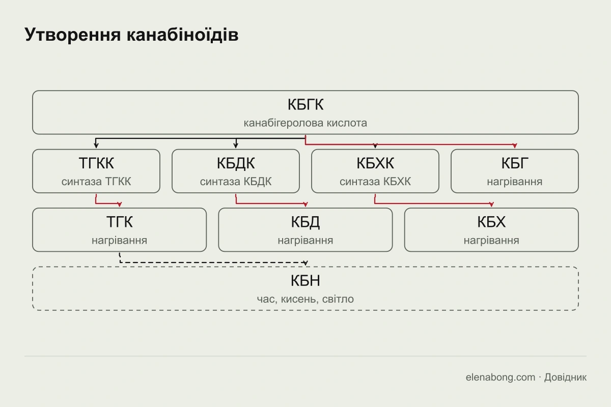 Схема утворення канабіноїдів: із КБГК утворюються ТГКК, КБДК і КБХК, а з них під час нагрівання ТГК, КБД і КБХ