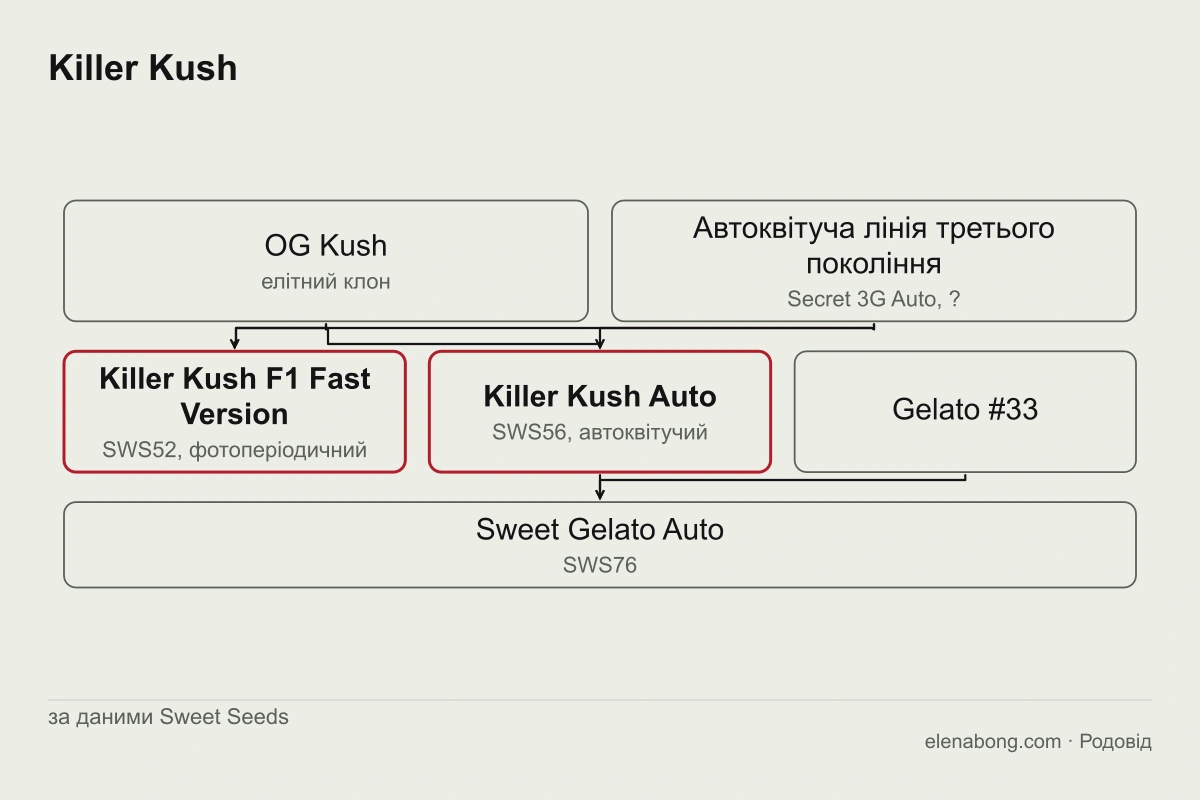 Схема родоводу Killer Kush за даними Sweet Seeds: елітний клон OG Kush і автоквітуча лінія третього покоління дають Killer Kush F1 Fast Version і Killer Kush Auto