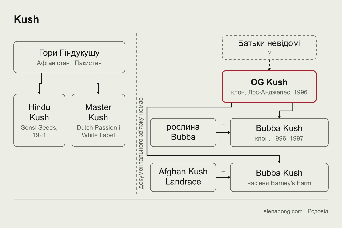 Схема сімейства Kush: від гір Гіндукушу походять лінії Hindu Kush і Master Kush, окремо стоїть клон OG Kush із невідомими батьками, від якого походять клон Bubba Kush і насіннєвий Bubba Kush від Barney's Farm
