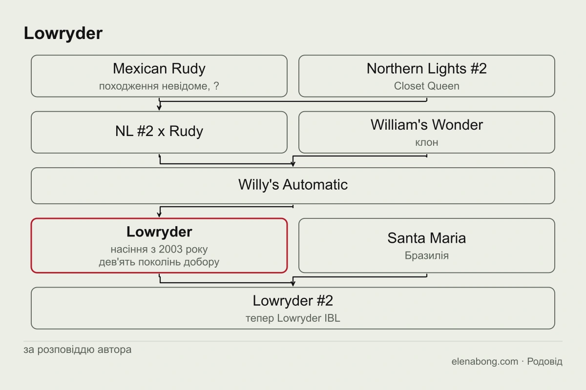 Схема родоводу Lowryder за розповіддю автора: Mexican Rudy і Northern Lights #2, потім William's Wonder, гібрид Willy's Automatic, Lowryder і далі Lowryder #2 із Santa Maria
