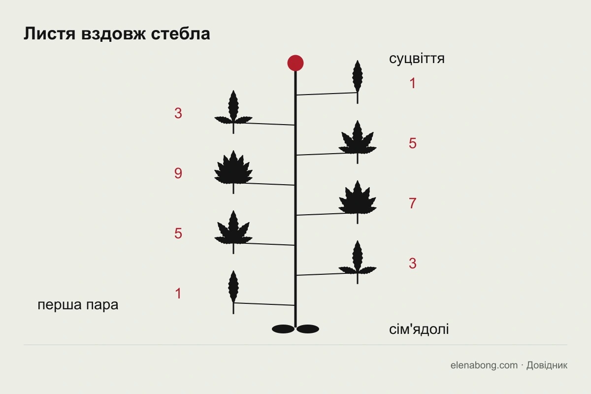 Ряд листків конопель від сходів до верхівки: один листочок, три, п'ять, сім, дев'ять і знову менше