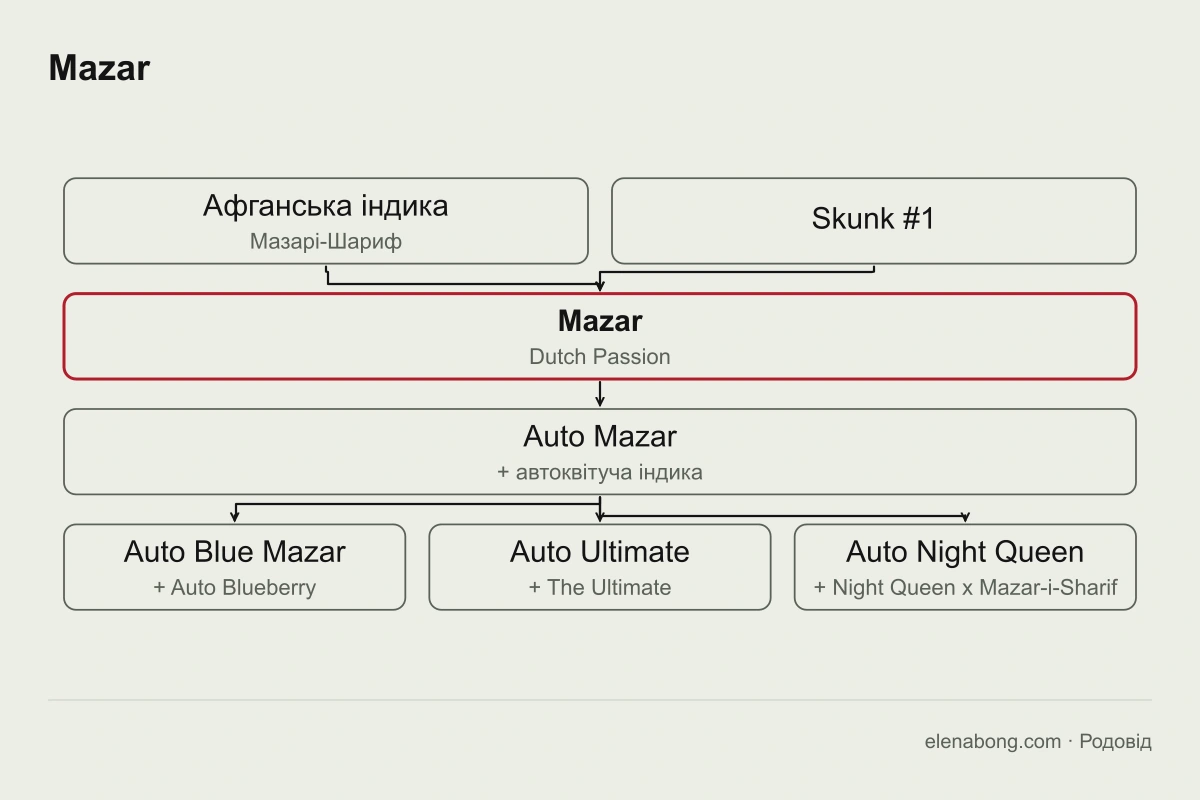 Схема родоводу Mazar: афганська індика з Мазарі-Шарифа і Skunk #1 дають Mazar, а від нього походять Auto Mazar, Auto Blue Mazar, Auto Ultimate й Auto Night Queen