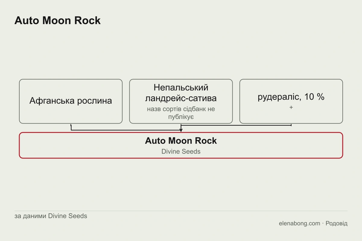 Схема заявленого родоводу Auto Moon Rock: афганська рослина й непальський ландрейс-сатива за словами Divine Seeds