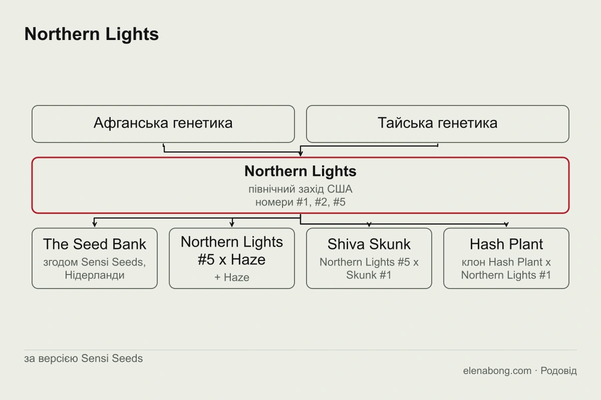 Схема родоводу Northern Lights за версією Sensi Seeds: афганська й тайська генетика дають Northern Lights, від якого походять Northern Lights #5 x Haze, Shiva Skunk і Hash Plant