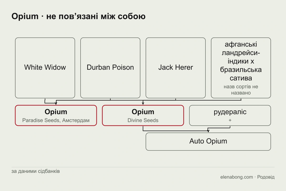 Схема двох сортів із назвою Opium: White Widow, Durban Poison і Jack Herer у Paradise Seeds та афганські ландрейси з бразильською сативою у Divine Seeds