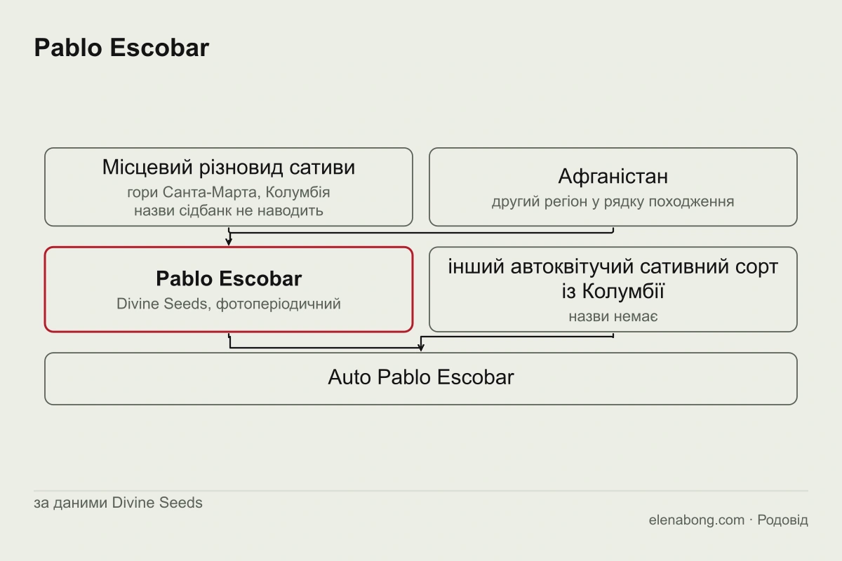 Схема заявленого родоводу Pablo Escobar: колумбійський різновид із гір Санта-Марта за словами Divine Seeds і автоквітуча версія, схрещена з іншою колумбійською сативою