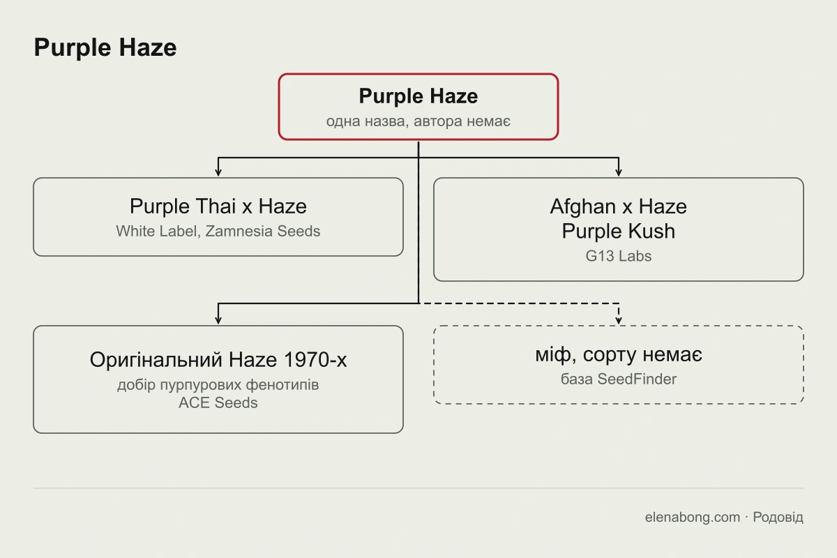 Схема версій Purple Haze: одна назва і чотири різні пояснення від White Label, Zamnesia, G13 Labs, ACE Seeds та бази SeedFinder