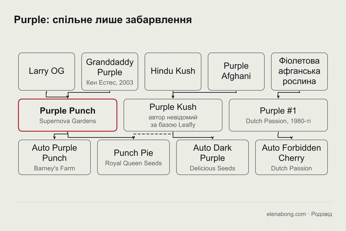 Схема сімейства Purple з трьох окремих гілок: Larry OG і Granddaddy Purple дають Purple Punch, Hindu Kush і Purple Afghani дають Purple Kush, окремо стоїть Purple #1 від Dutch Passion; під кожною гілкою показано сорти каталогу