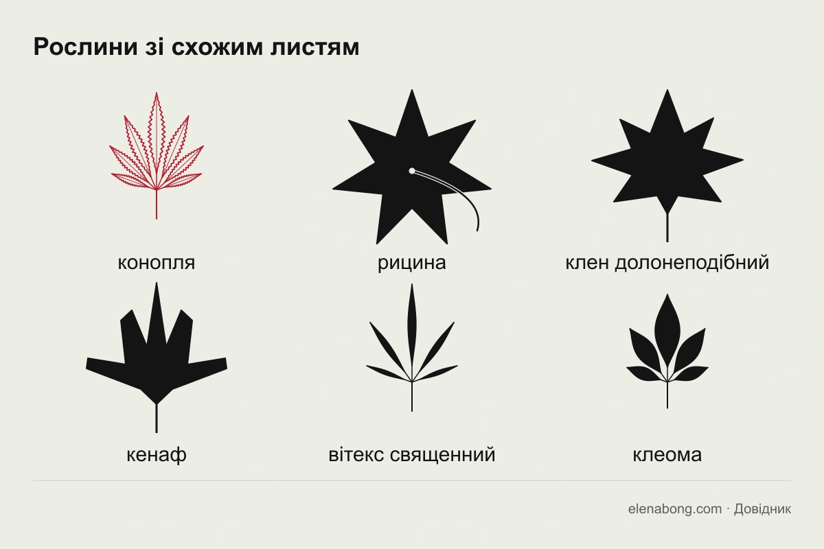 Порівняння листя конопель, рицини, клена долонеподібного, кенафу, вітексу та клеоми