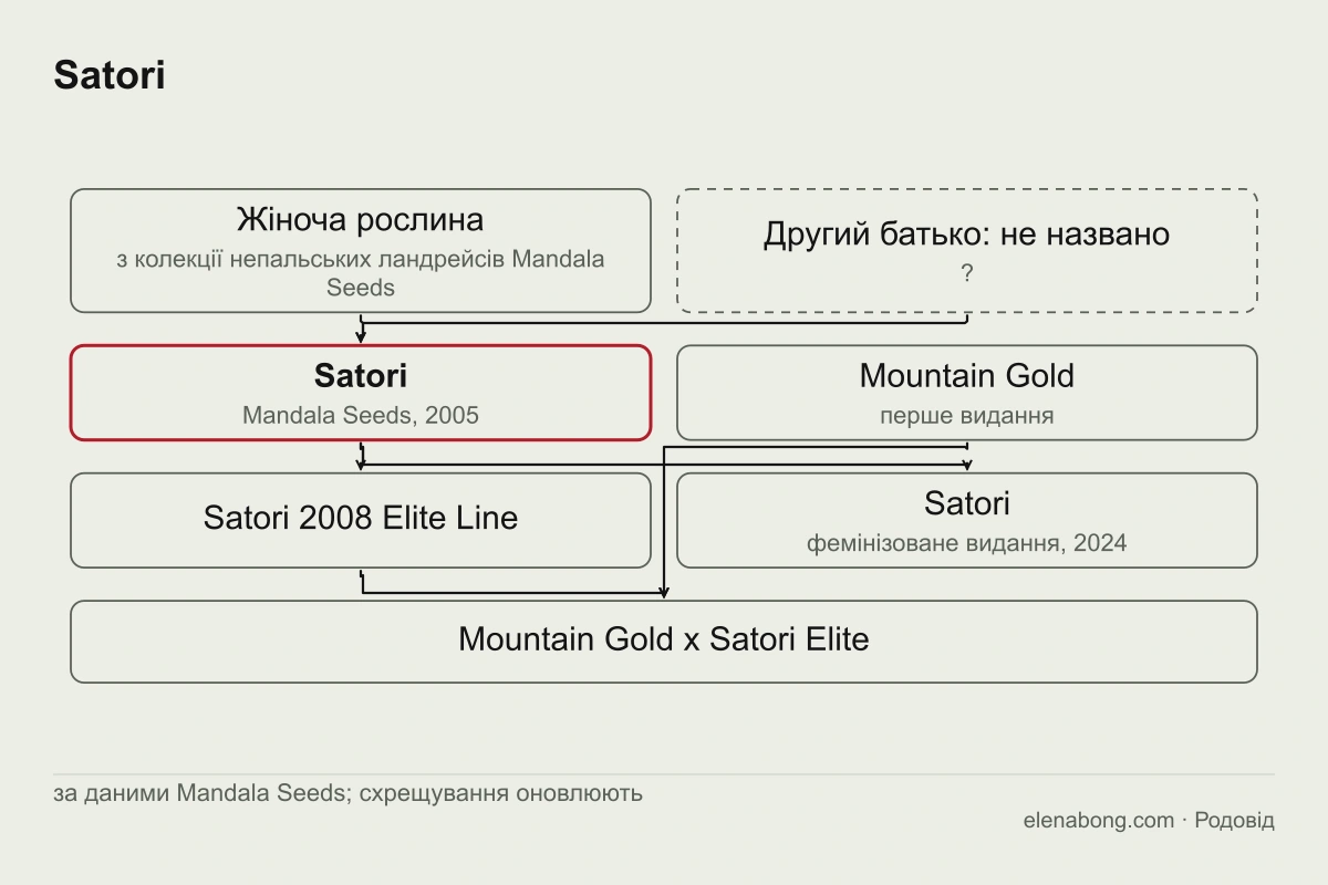 Схема родоводу Satori за даними Mandala Seeds: рослина з колекції непальських ландрейсів і неназваний другий батько дають Satori 2005 року, від якого походять лінія 2008 року і фемінізоване видання 2024 року