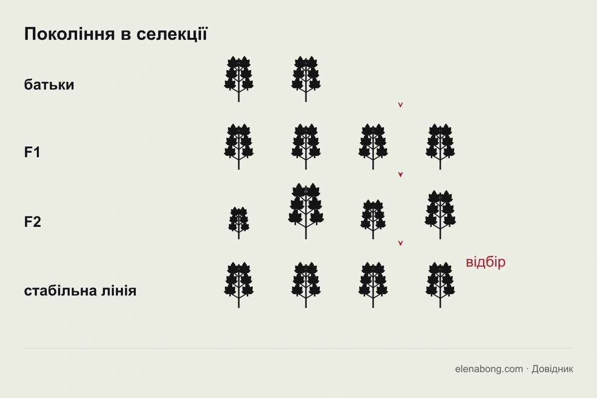 Схема поколінь у селекції: батьківські лінії, F1, F2 і стабілізована лінія