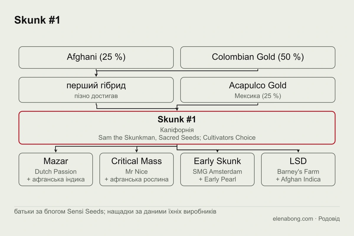 Схема родоводу Skunk #1 за блогом Sensi Seeds: афганська і колумбійська рослини дають перший гібрид, який схрещено з Acapulco Gold; від Skunk #1 походять Mazar, Critical Mass, Early Skunk і LSD