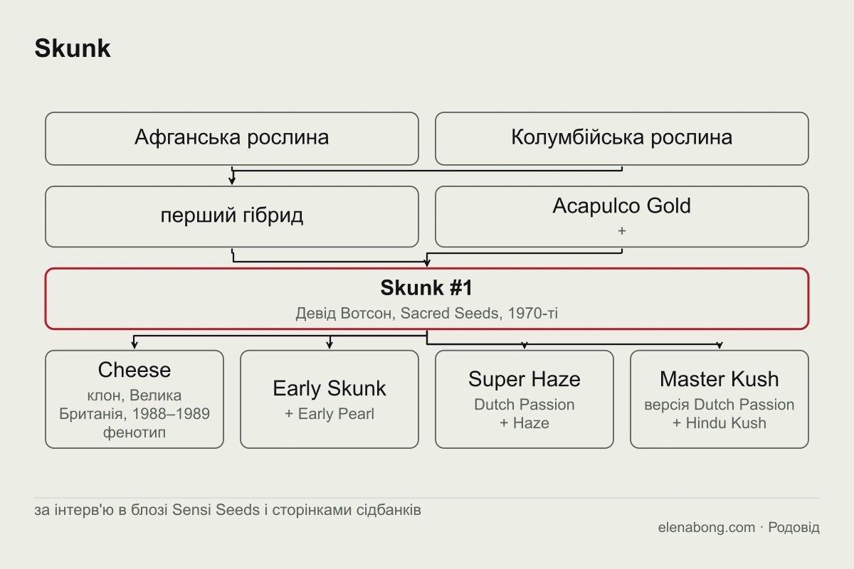 Схема родоводу Skunk #1 за розповіддю Девіда Вотсона: афганська й колумбійська рослини дають гібрид, який схрещено з Acapulco Gold; від Skunk #1 походять Cheese, Early Skunk, Super Haze і Master Kush у версії Dutch Passion