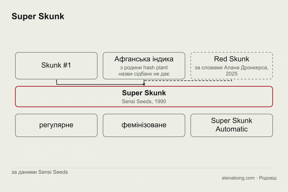 Схема родоводу Super Skunk за сторінками Sensi Seeds: Skunk #1 і афганська індика з родини hash plant дають Super Skunk, від якого походять фемінізована й автоквітуча версії