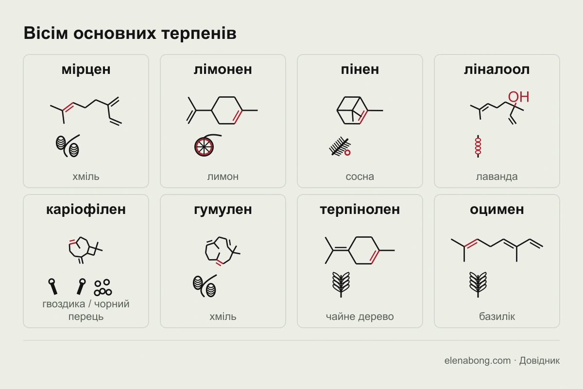 Вісім основних терпенів канабісу та рослини, в яких вони теж трапляються