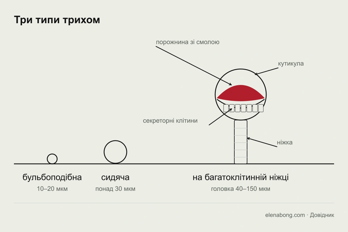 Схема трьох типів залозистих трихом конопель: бульбоподібна, сидяча й головчаста на ніжці