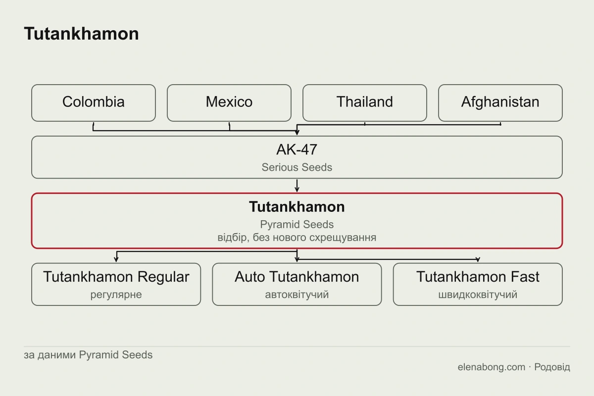 Схема родоводу Tutankhamon за даними Pyramid Seeds: чотири ландрейси дають AK-47, з якого відбором отримано Tutankhamon, а від нього походять регулярна, автоквітуча й швидкоквітуча версії