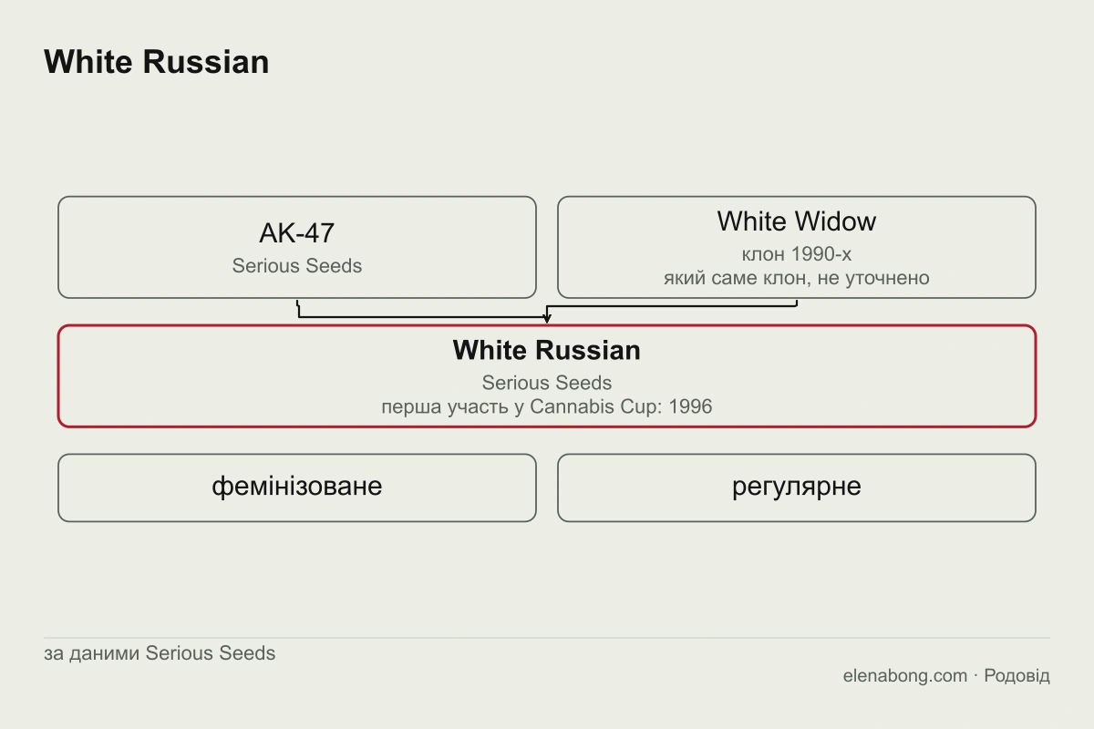 Схема родоводу White Russian за даними Serious Seeds: AK-47 сідбанку і клон White Widow 1990-х років дають White Russian, який у 1996 році взяв участь у Cannabis Cup
