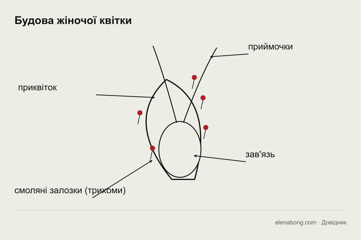 Схема будови жіночої квітки конопель: приквіток, зав'язь і дві приймочки